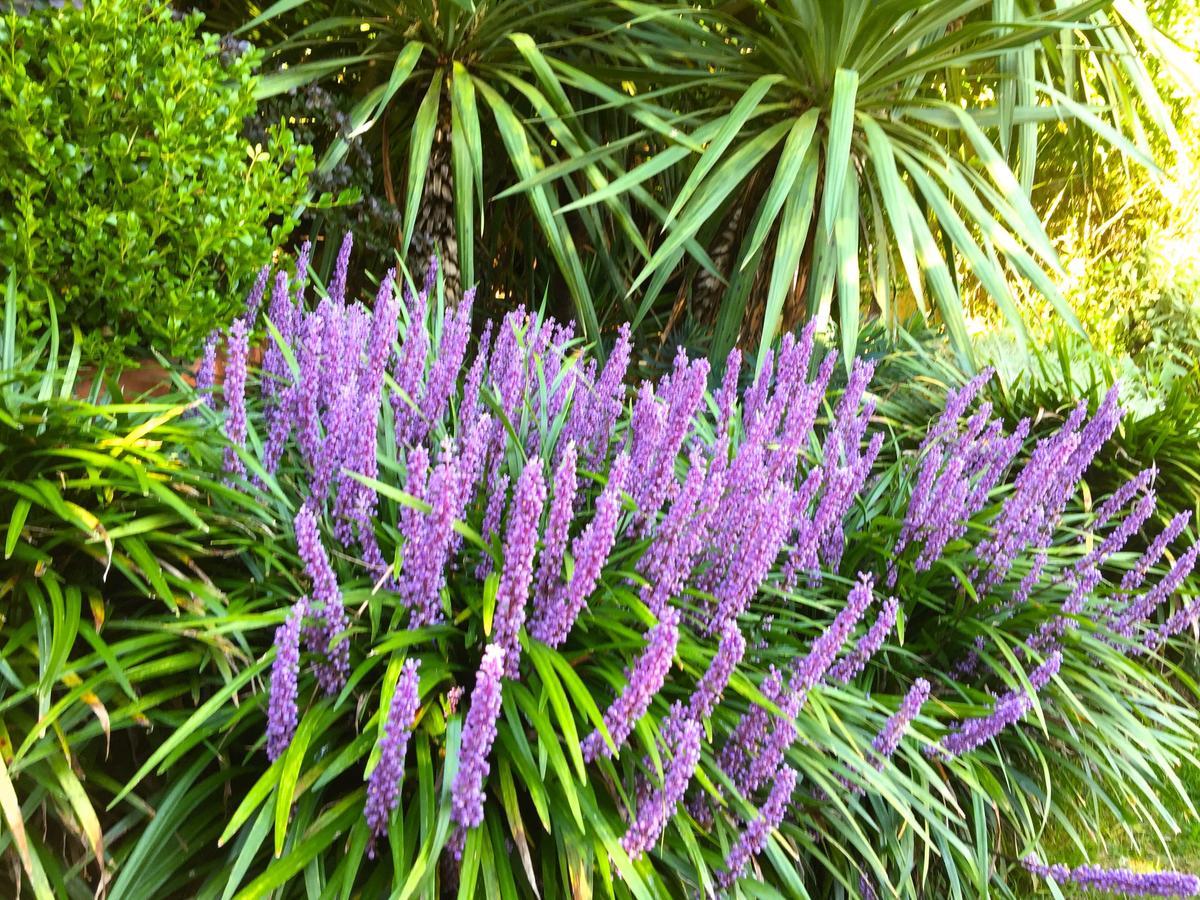 Appartamento IRIS 1 lago di Como Dongo Esterno foto